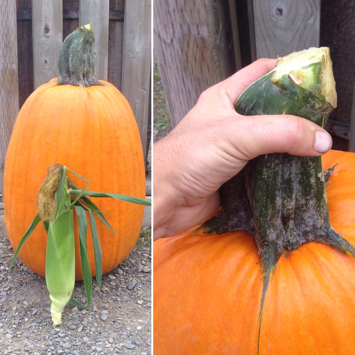 Fall will soon be upon us and that means pumpkins! Check out this mighty one we found this morning (corn for scale)