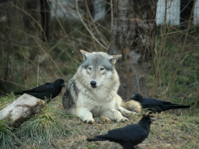 狼祭実行委員 カラスたちはオオカミ の周囲にたむろしたり近寄ったりして何をしていたのかというと しっぽの毛をねらっています 秋から冬にかけて カラスが オオカミで 遊んでいたように見える場面も多かったです 狼情報