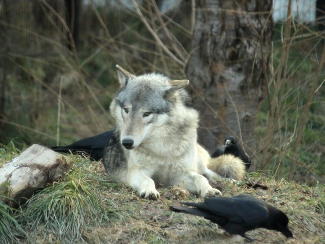 狼祭実行委員 カラスたちはオオカミ の周囲にたむろしたり近寄ったりして何をしていたのかというと しっぽの毛をねらっています 秋から冬にかけて カラスが オオカミで 遊んでいたように見える場面も多かったです 狼情報