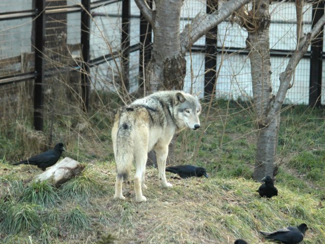 狼祭実行委員 一方の親オオカミは巣穴に近づくカラスを追い払う様子をたびたび見せていました また 仔の成長とともにカラス を狩る頻度も増え 全頭が成獣になってからはオオカミ舎での給餌時に集ってくるカラスの数は過去よりかなり少なくなりました 狼