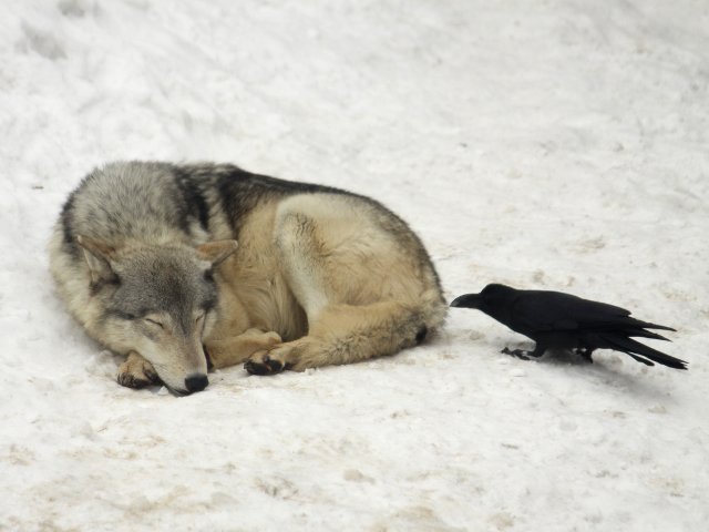 狼祭実行委員 一方の親オオカミは巣穴に近づくカラスを追い払う様子をたびたび見せていました また 仔の成長とともにカラス を狩る頻度も増え 全頭が成獣になってからはオオカミ舎での給餌時に集ってくるカラスの数は過去よりかなり少なくなりました 狼