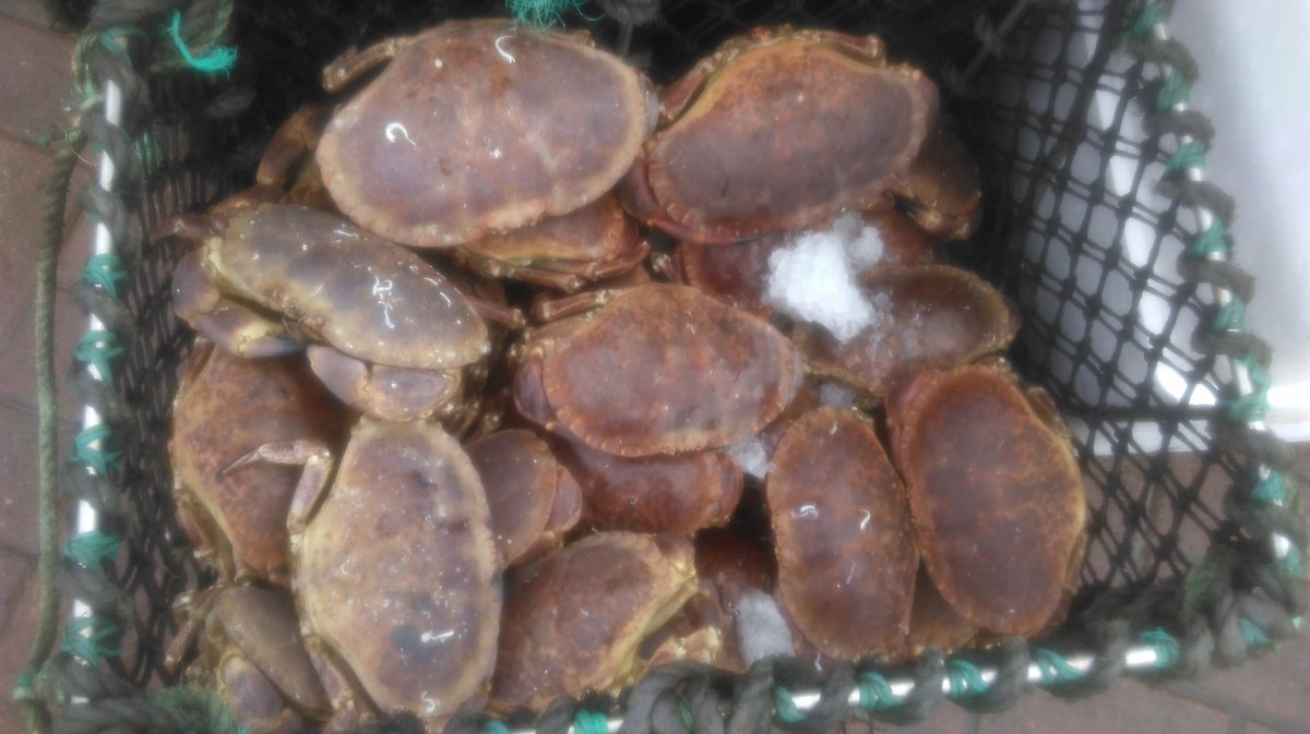seafishuk's tweet image. Researcher Robbie spies some tasty looking fresh crab in Oban #FleetSurvey #QuayIssues