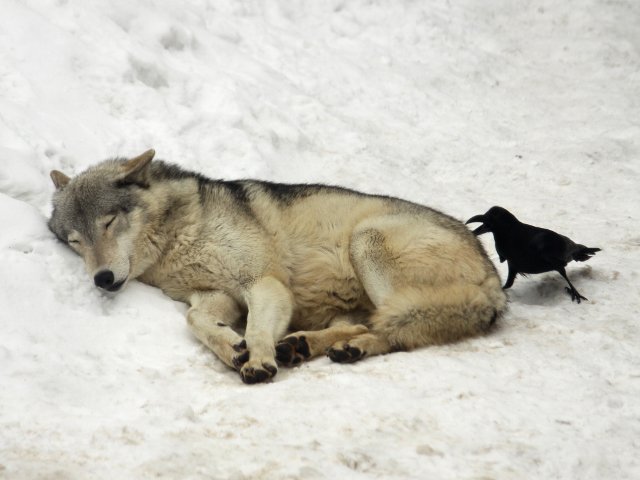 狼祭実行委員 カラスたちはオオカミ の周囲にたむろしたり近寄ったりして何をしていたのかというと しっぽの毛をねらっています 秋から冬にかけて カラスが オオカミで 遊んでいたように見える場面も多かったです 狼情報