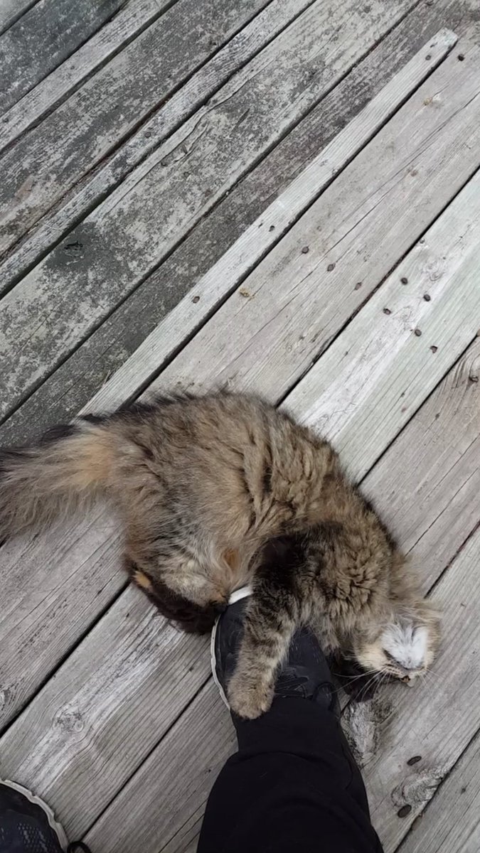 snickles1977's tweet photo. My girl has a foot fetish #weirdokitty https://t.co/oidB9IAm0Q