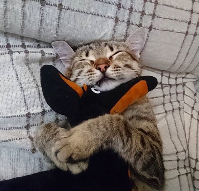 Cuddles.💕💕 #AdoptDontShop #CatsOfTwitter #catlover