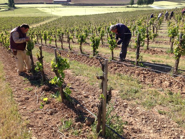 ComengeBodega's tweet photo. ¿Qué es la mineralidad en un #vino? - https://t.co/kadCxiEmrw #bodegas #enoturismo #enología https://t.co/sZB55n3xnq