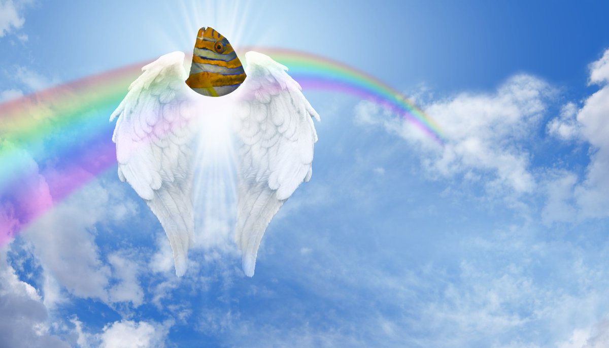 FishCenterLive's tweet image. @EinsteinJackson made this