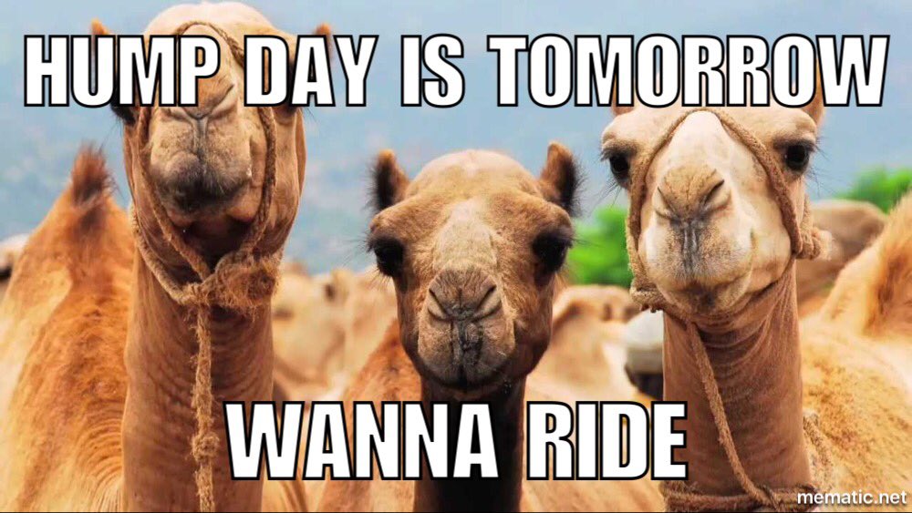 SAC_WSU's tweet photo. @wsu_rsc courtyard 10am-2pm. Hump Day Camel Rides on Wednesday, September 7. #SACExperience #wichitastate https://t.co/W6xBax4u2d