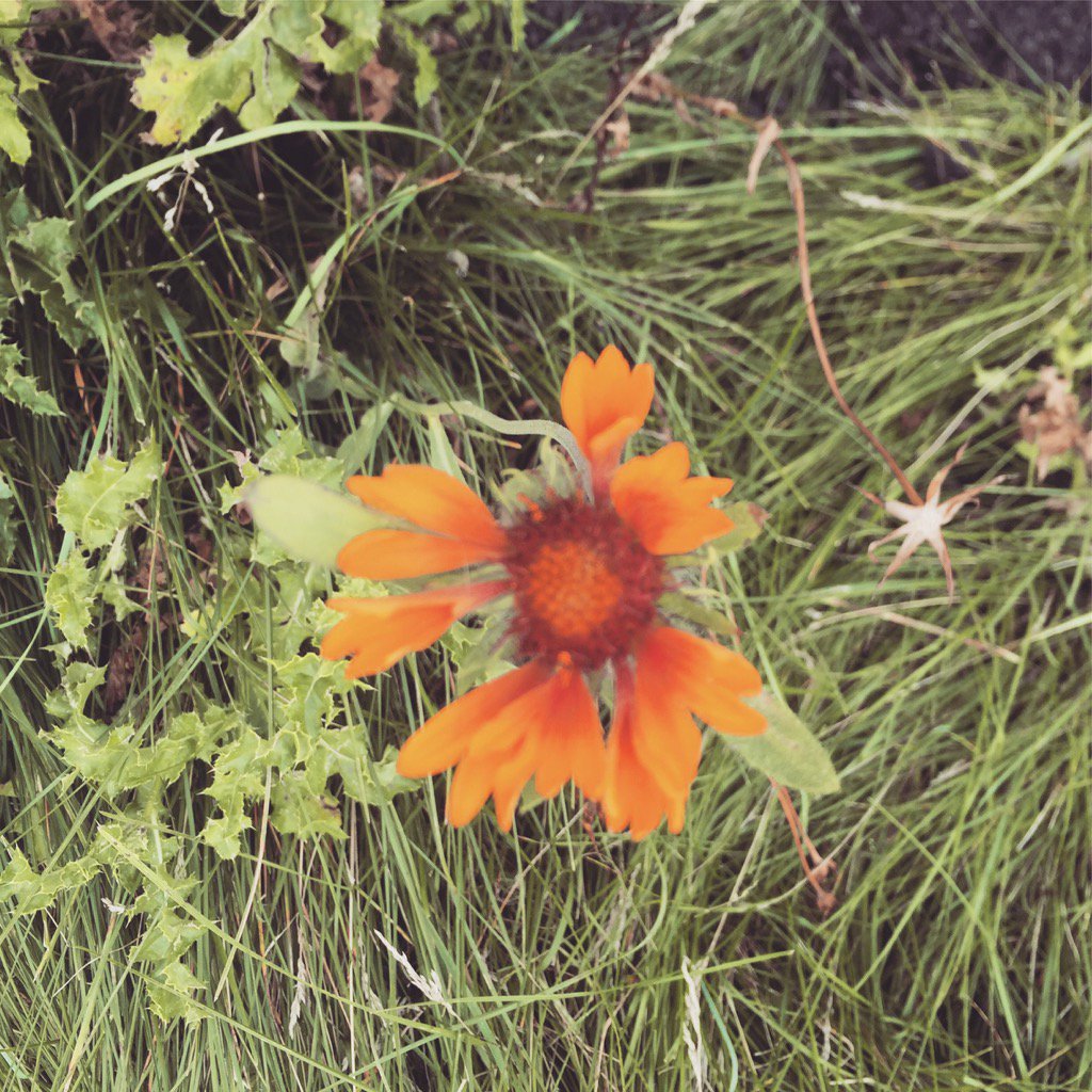 KristanNielson's tweet photo. #orange #chakra2 #feelings #creativity https://t.co/G8bdJ8S0Db