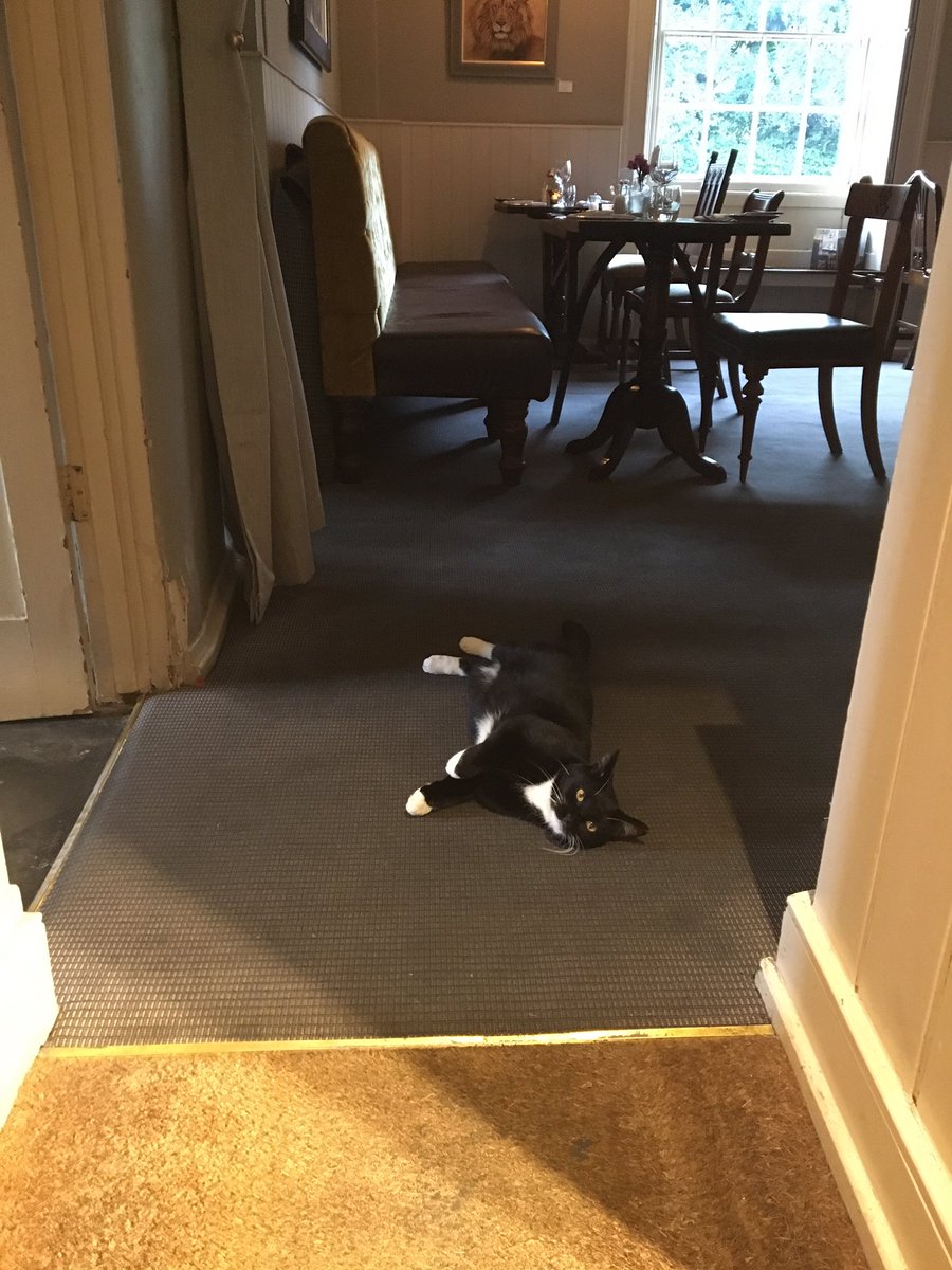 Mally The Ex Pub Cat tweet media
