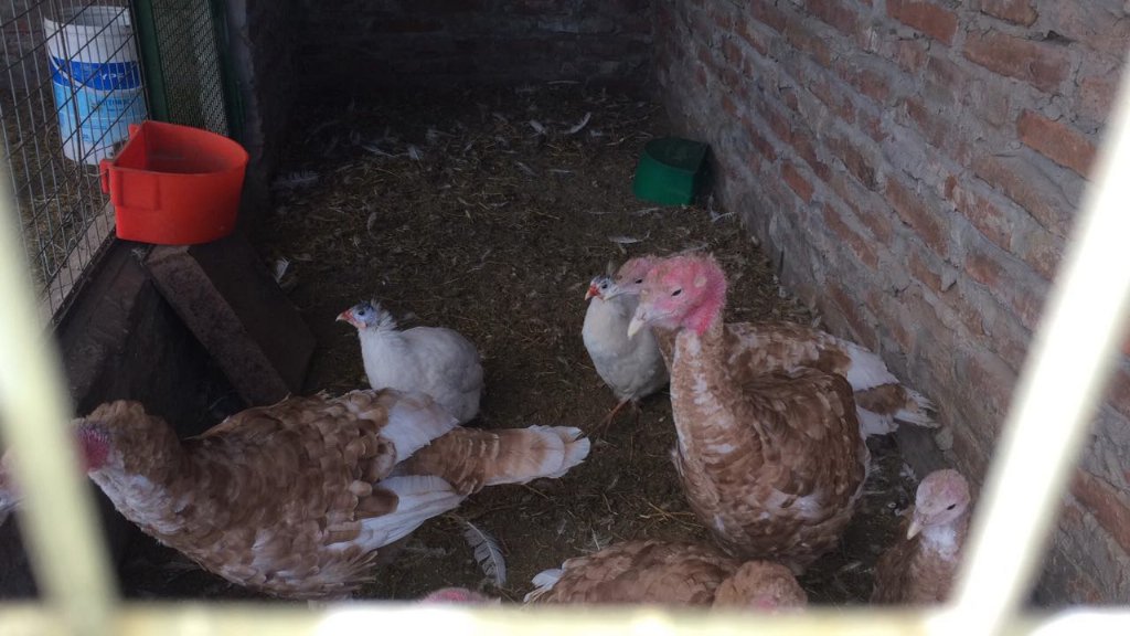 HuertaTu's tweet photo. Pavitos Borbón Canela y guineas #Avicultura #AvesDeRaza https://t.co/vgYKWSmnze