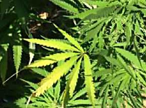 NIDAnews's tweet photo. Women less sensitive than men to analgesic, but not rewarding effects of cannabis: https://t.co/A4aOrwa8EK https://t.co/HkB3hdyJTN