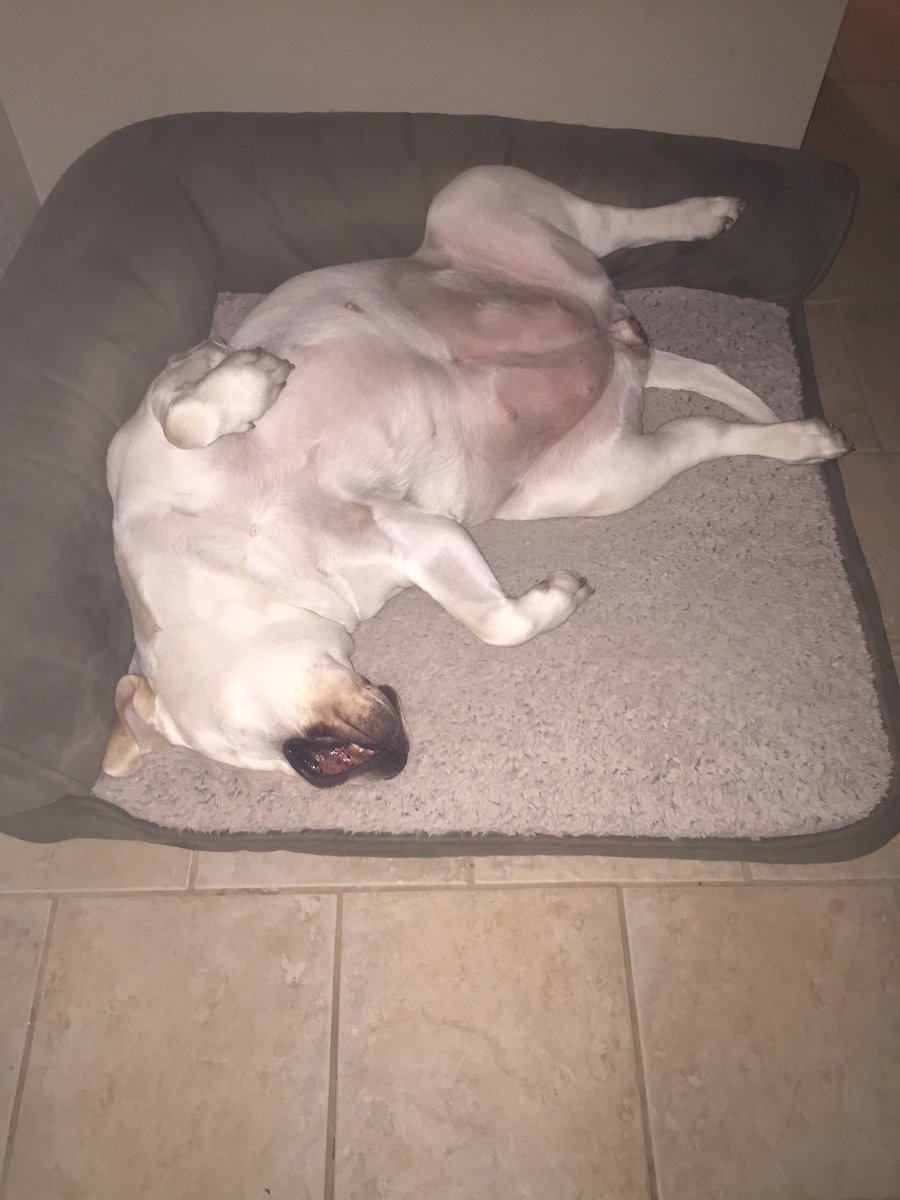 sunflowerjulz's tweet photo. @Zoe_Gama sleeping last night. Hope she was comfortable. #dogsoftwitter https://t.co/SoJjSSIEZD