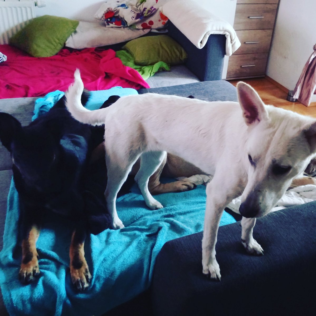 MuffinLoveDog's tweet photo. https://t.co/053xIOpnb0