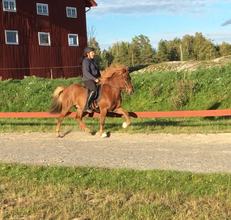 saraaandersson1's tweet photo. Odinn tillsalu 🌸 #islandshäst #icelandichorse #equine #häst #horse #equestrian #ishest #tillsalu #horsehour #valack https://t.co/4y8rQvpgPL
