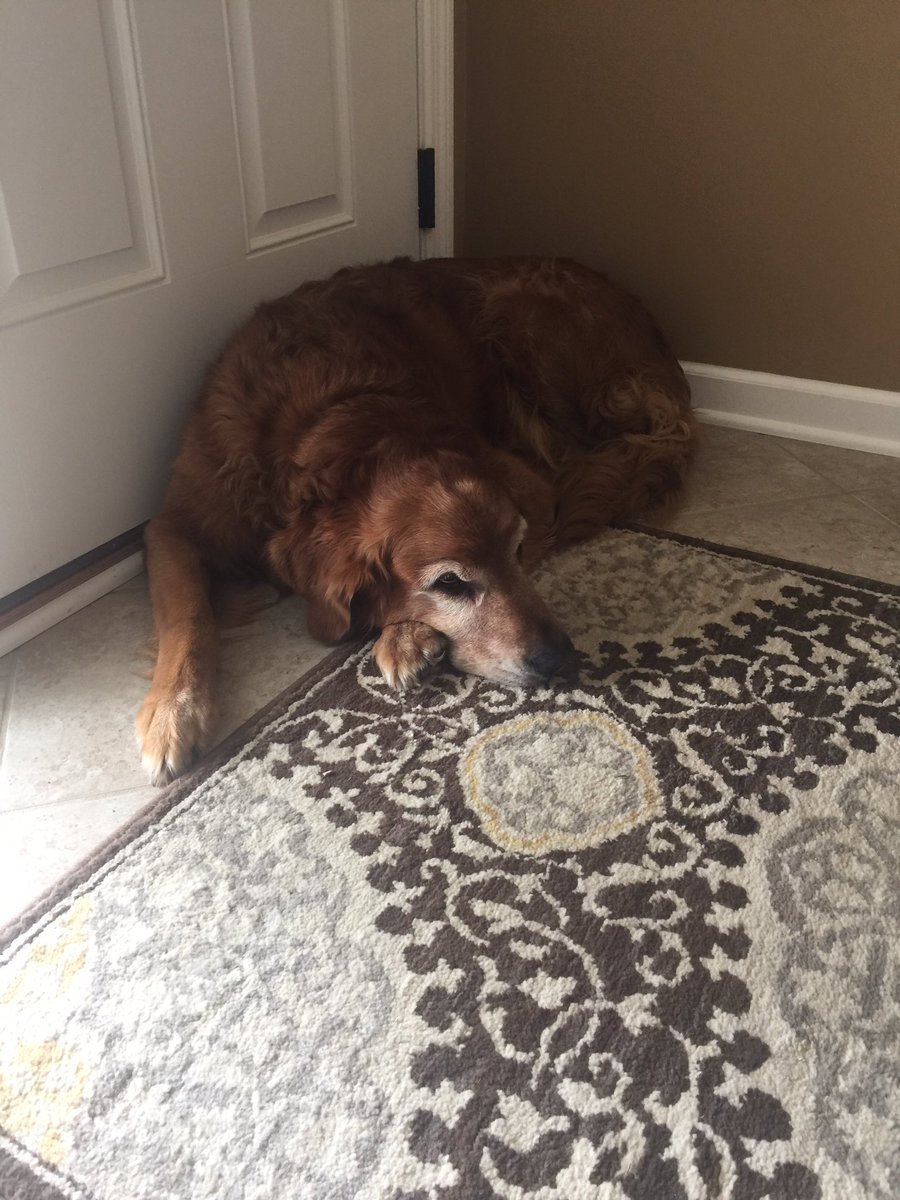 jbuffyangel's tweet photo. And then he just pouts. All day. And waits for her to come home through this door. #firstdayofschoolblues https://t.co/PbHg82GSS8