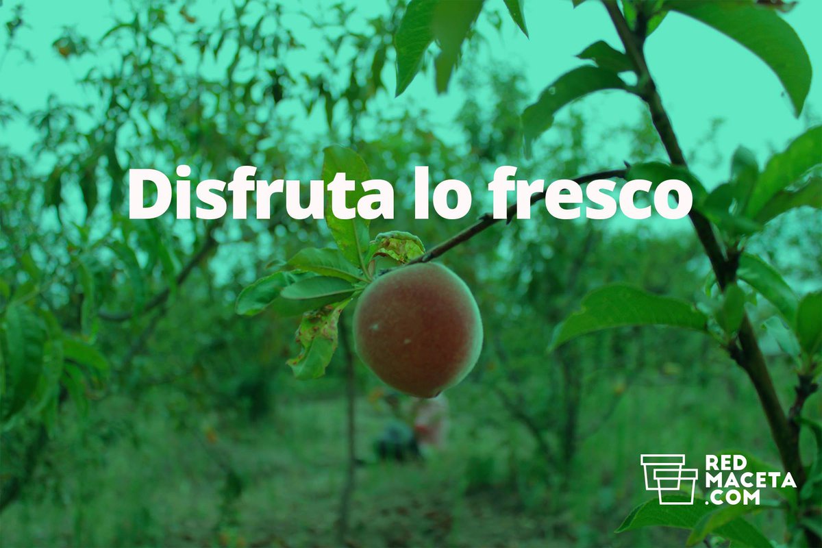 RedMaceta's tweet photo. Recuerda consumir productos locales y apoya a los pequeños productores. Visiten https://t.co/izlTZtJK0J #FelizMartes https://t.co/l5tgwZjpy7
