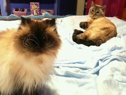LexiTheKitty1's tweet photo. We want our sister back 😿 https://t.co/GdA6Rrc5Gc