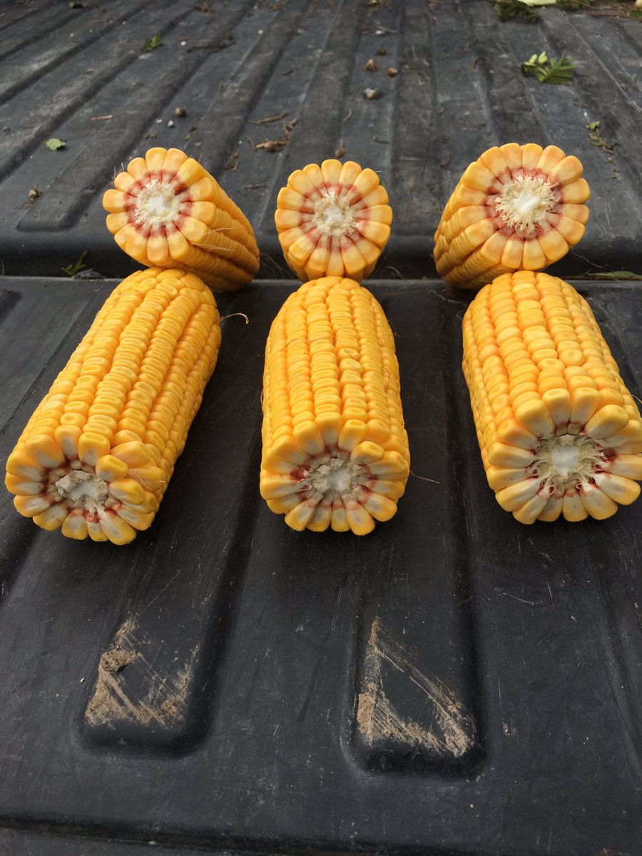 NEIAAgron's tweet photo. P0339AM left, P0589AM center, P0506AM right.. Whose going to be the #YieldHero in this plot?! #harvest16 https://t.co/Lbk6vnDhSs