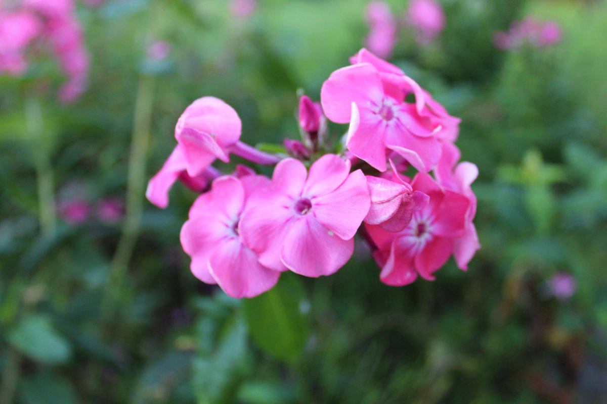 TECKNETPICTURE's tweet image. My New Cam Picture with my Canon EOS 1300D