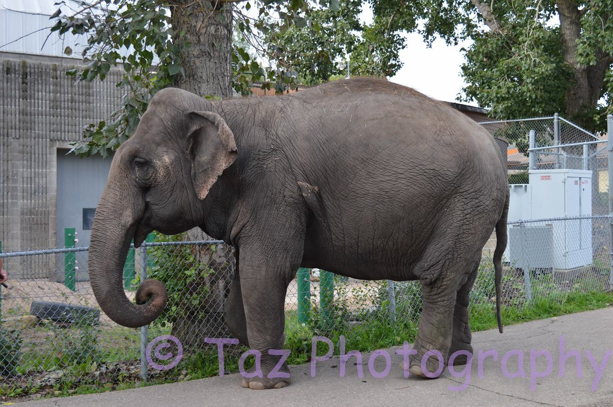 tazpics's tweet photo. Lucy the elephant on her morning stroll #edmontonzoo #bestshot #soproud https://t.co/exhmxGrger