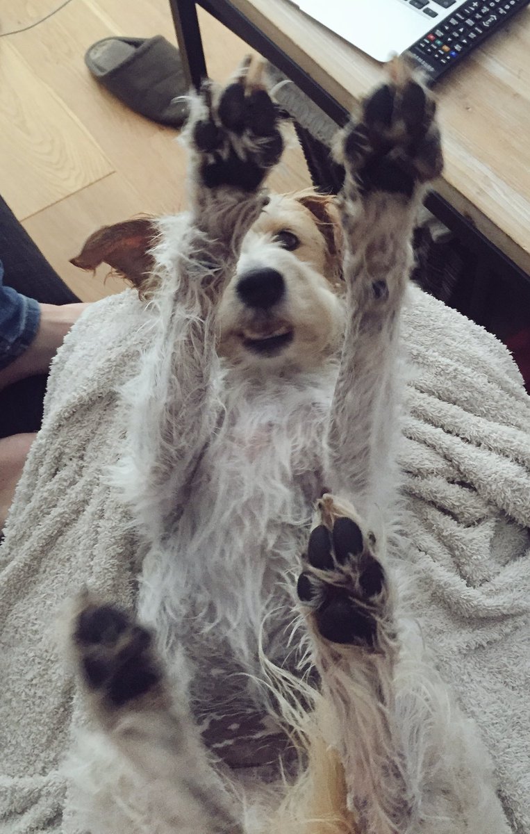 Wag + Stride tweet media