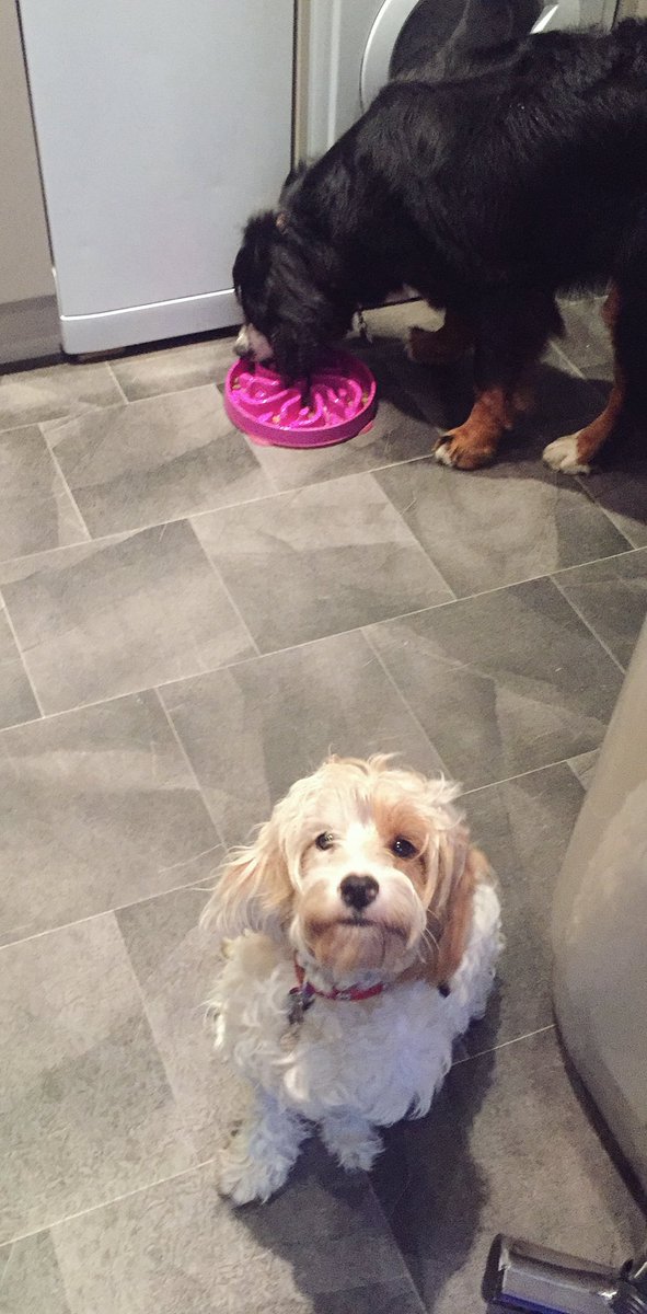 Wag + Stride tweet media