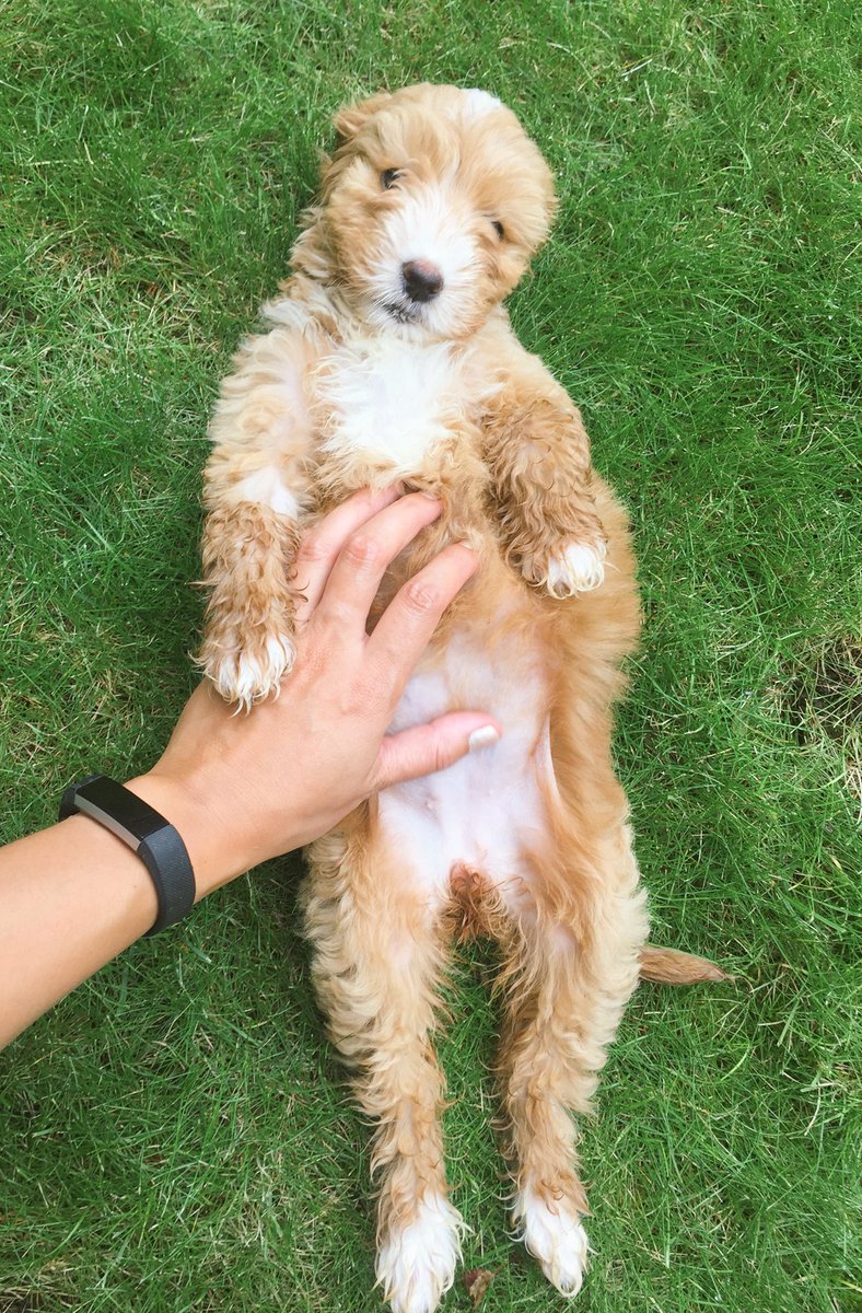 Wag + Stride tweet media