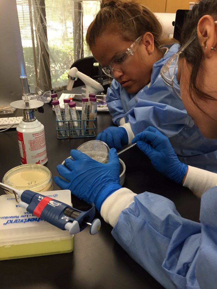 NSF_REVISION's tweet photo. Students @DelMarCollege spreading sample, looking for antibiotic-producing microbes #smallworldinitiative @Team_SWI https://t.co/7HWjvbfLOq