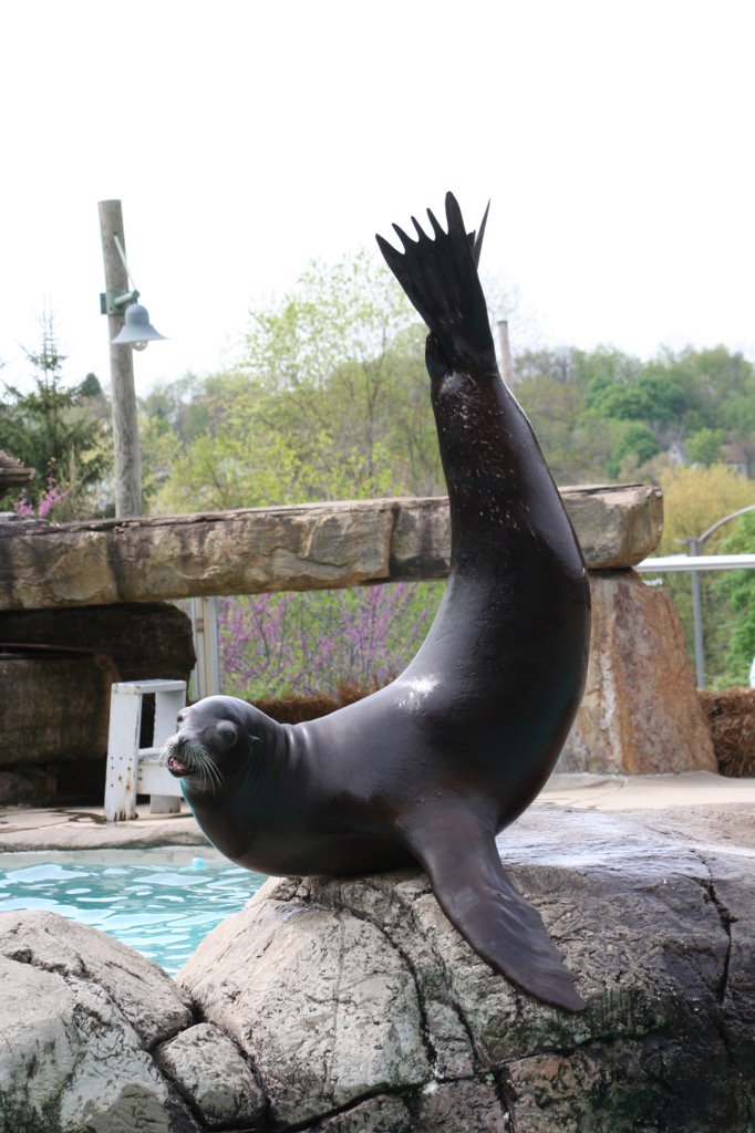 wiggin_sally's tweet photo. @PghZoo flipping over @parentsmagazine ranking them #4 in list of #BestZoos for Kids! Congrats to all the staff! https://t.co/m6E04lXxzx