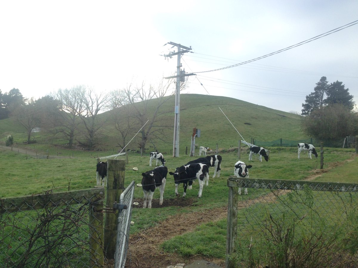 angleseanz tweet media