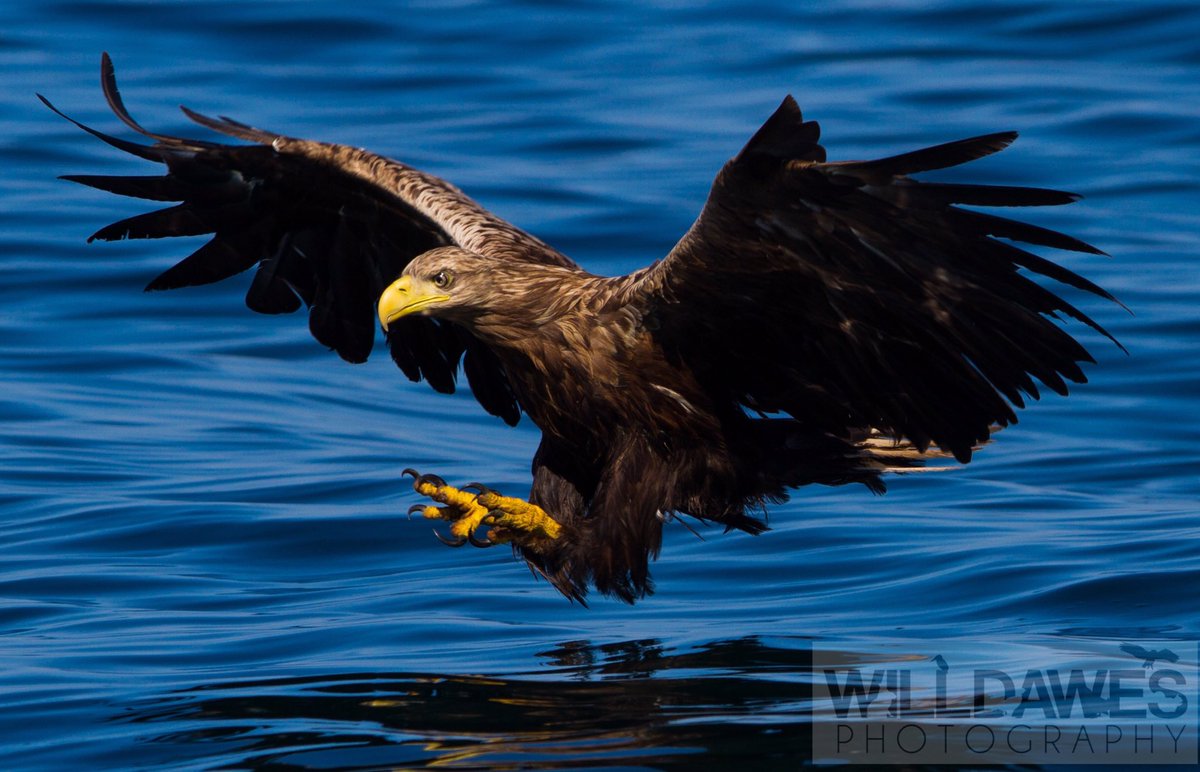 Just love these birds on my favourite island #mull and her #seaeagles <a href="/mullcharters/">Martin Keivers</a> <a href="/WildMull/">Wildlife on Mull</a> <a href="/exploremull/">Explore mull</a>