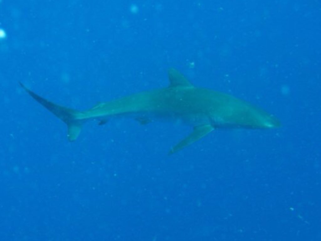 #SaveSilkySharks @OceanRamsey @SharkTrustUK #stopsharkfinning #CITES2016 #Sharkadventures