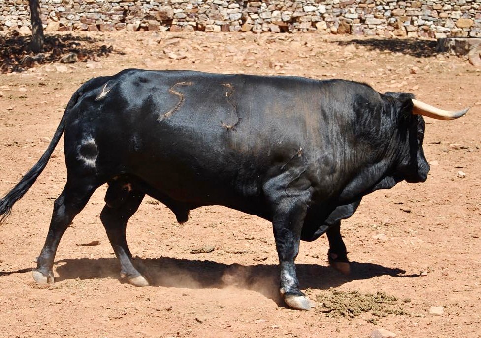 torosparla's tweet photo. 📣 EXCLUSIVA 📣  Espectacular toro de Luis Frías para la CAPEA DEL APAGÓN. 500€ para el ganador. https://t.co/cdqgutf7tH