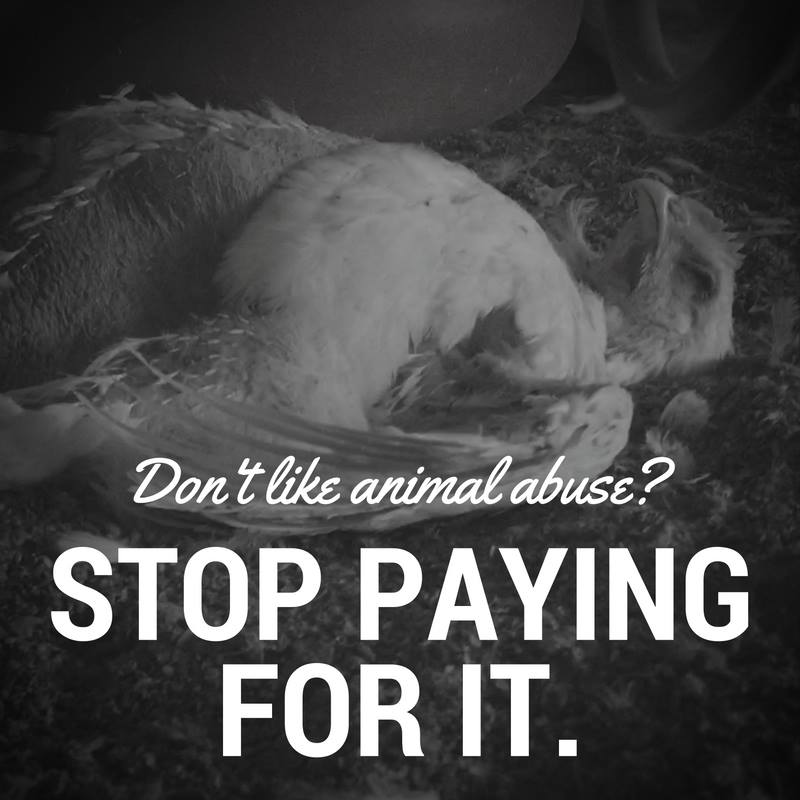 MercyForAnimals's tweet photo. Don't like animal abuse? Stop paying for it. https://t.co/uG7q4oyv64