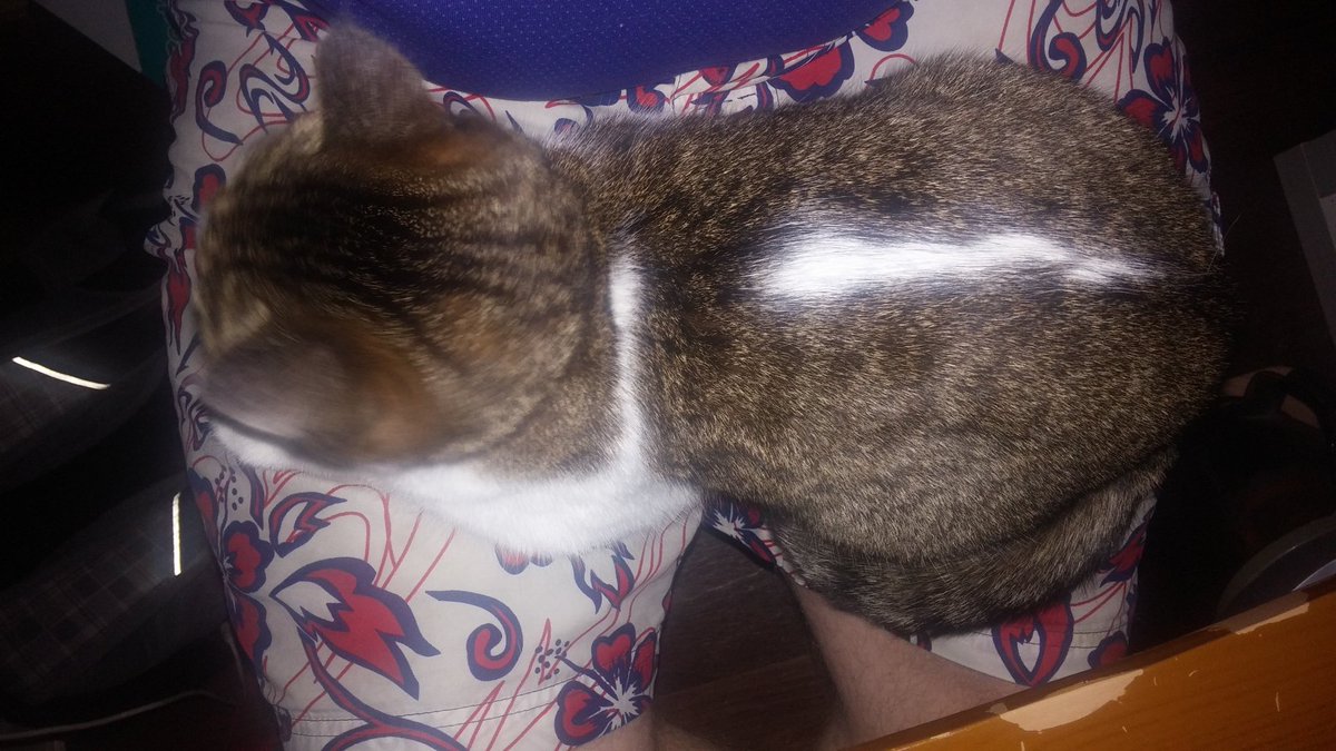 LasttLix's tweet image. one of my five cats came to help programming
#gamedev #cat #nightcode #indidev
