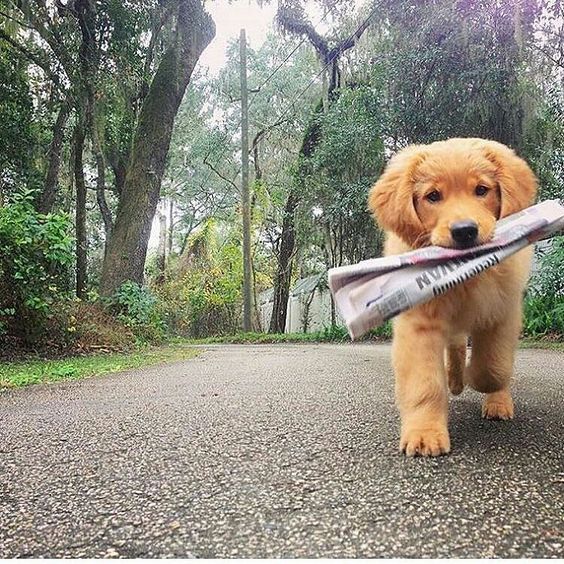 Sunny_TRUSUS's tweet photo. #dogs https://t.co/GRZ2LrWx8T