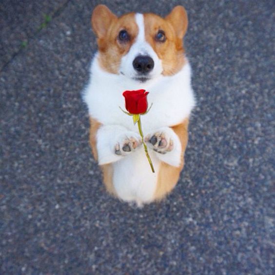 Sunny_TRUSUS's tweet photo. #dogs https://t.co/GRZ2LrWx8T