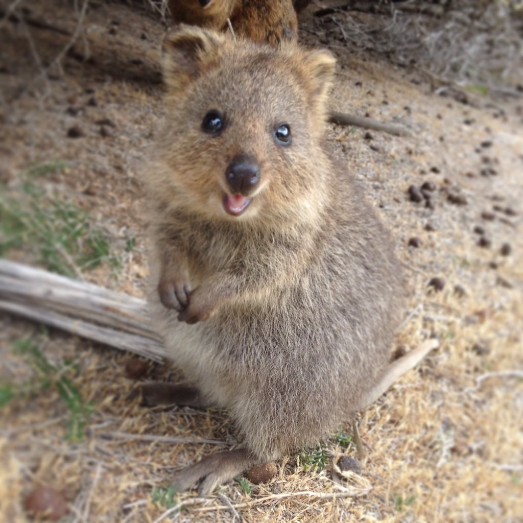joannamuses's tweet photo. Apparently today there's a campaign involving posting quokka pics. Not like I needed an excuse #SaveQuokkas https://t.co/obNo82uuzx