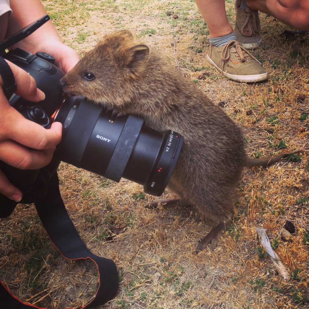 joannamuses's tweet photo. Apparently today there's a campaign involving posting quokka pics. Not like I needed an excuse #SaveQuokkas https://t.co/obNo82uuzx