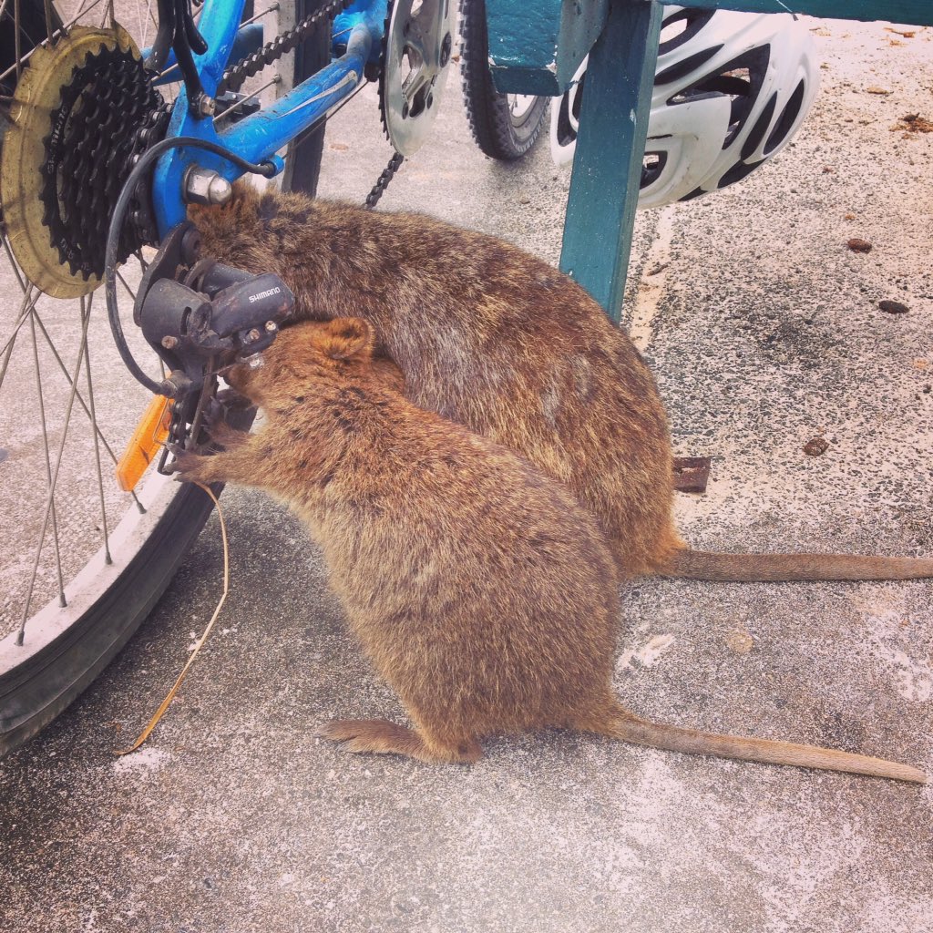 joannamuses's tweet photo. Apparently today there's a campaign involving posting quokka pics. Not like I needed an excuse #SaveQuokkas https://t.co/obNo82uuzx