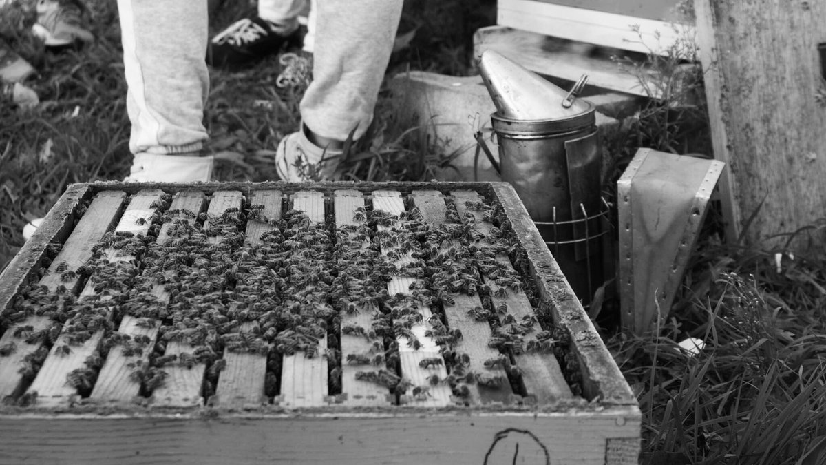 PSU Beekeepers Club tweet media