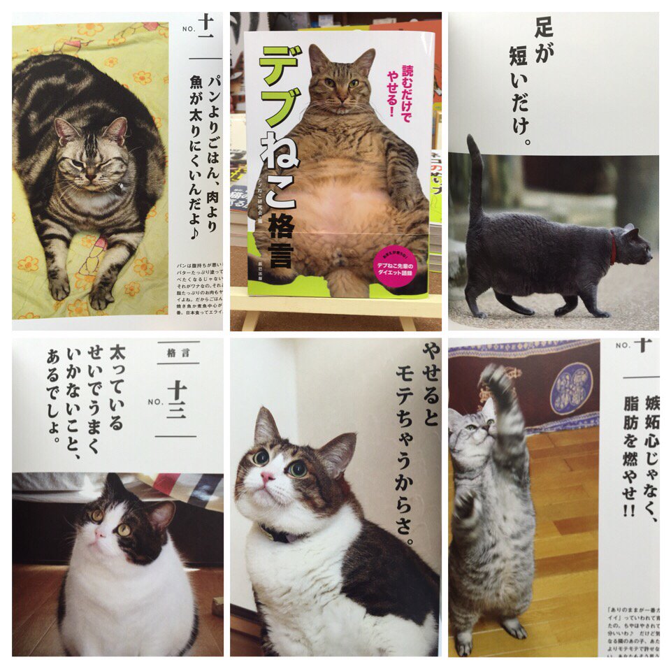 猫本専門 神保町にゃんこ堂 姉川書店 در توییتر おデブな猫センパイが贈る ゞ 読むだけでやせる デブねこ格言 分かっちゃいるけど痩せられない そんなダイエット難民の皆さまに贈る格言の数々 いやいや まずはあなたでしょ とツッコミを入れつつ お