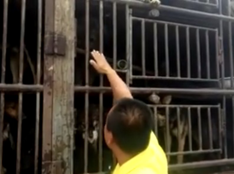 TamaraSka7's tweet photo. ❗#CHINA❗FAILED RESCUE #R905 STOLEN DOGS❗SHARE THIS SHAME❗
▶https://t.co/Rz49PVWqzu
https://t.co/MhfSVb9nV7 https://t.co/Sk09Wnj6zm