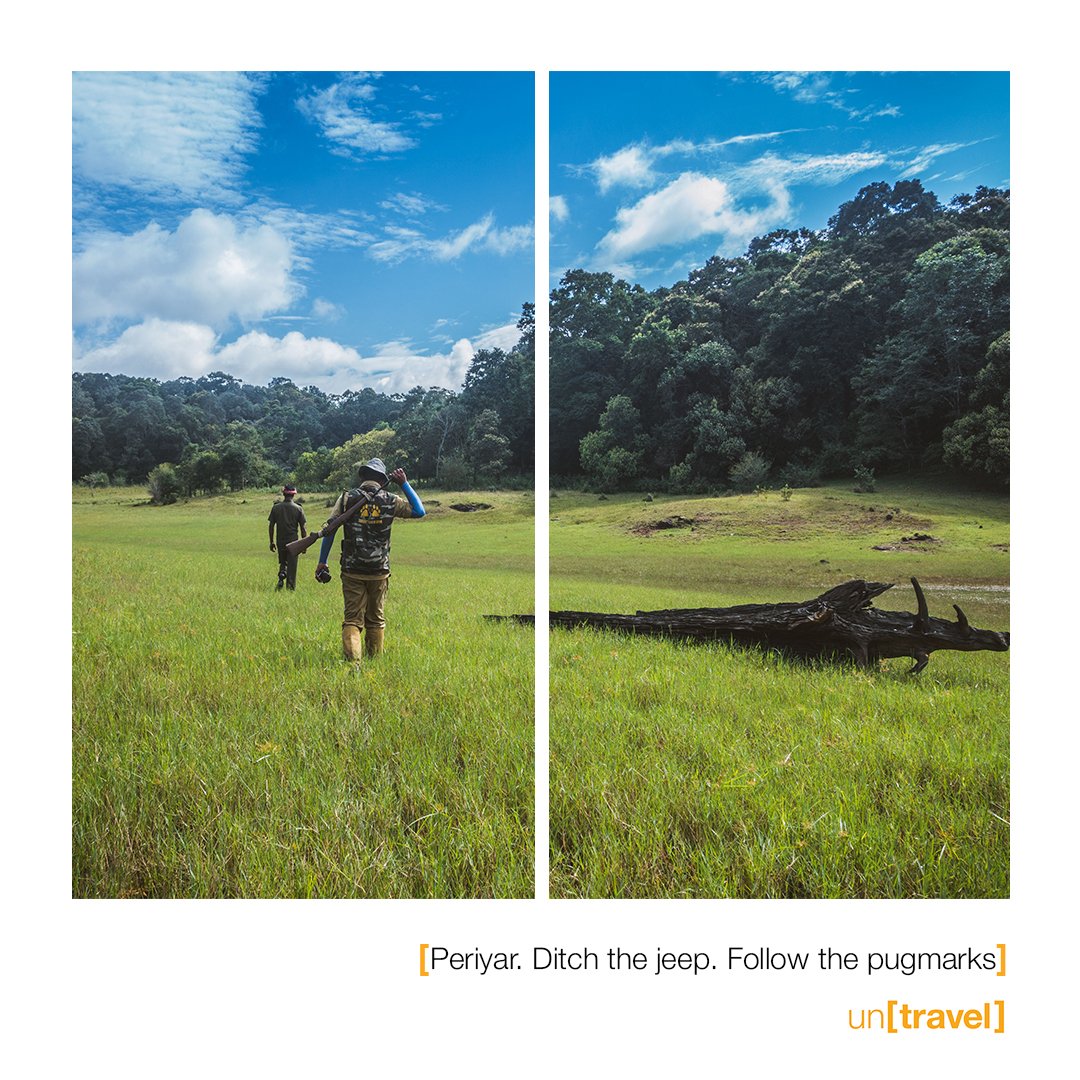 In the footsteps of the #tiger at #Periyar. bit.ly/PeriyarTigerTr…
#Kerala #Thekkady #incredibleindia #untravel