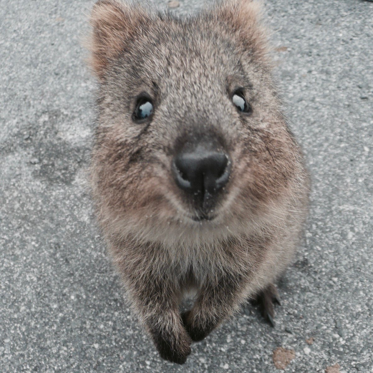 haloumigiant's tweet photo. The far-from-camera-shy quokka is under threat after forest fires ravaged its habitat on mainland Oz. #SaveQuokkas https://t.co/JiZMCtmFOd