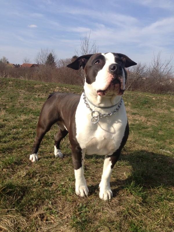 DPustic's tweet image. 