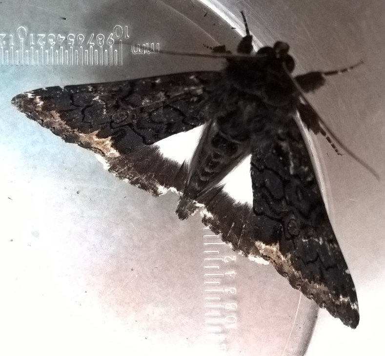 Rare migrant Alchymist Moth found by Tony Butler, Stoke Newington, 6/9/16. First London record?