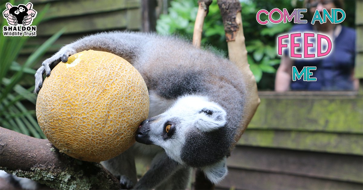 Meet our ring tailed Lemurs on one of our animal encounters! Book today, visit bit.ly/ShaldonZooExpe… #Devon