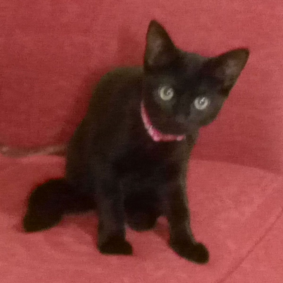 Monsonite's tweet image. @leedshackspace Sorry about non-subtle product promos- #PythonIPA  #BecksBlue #CheapShenzhenSh1t #myStorm #no_kitens